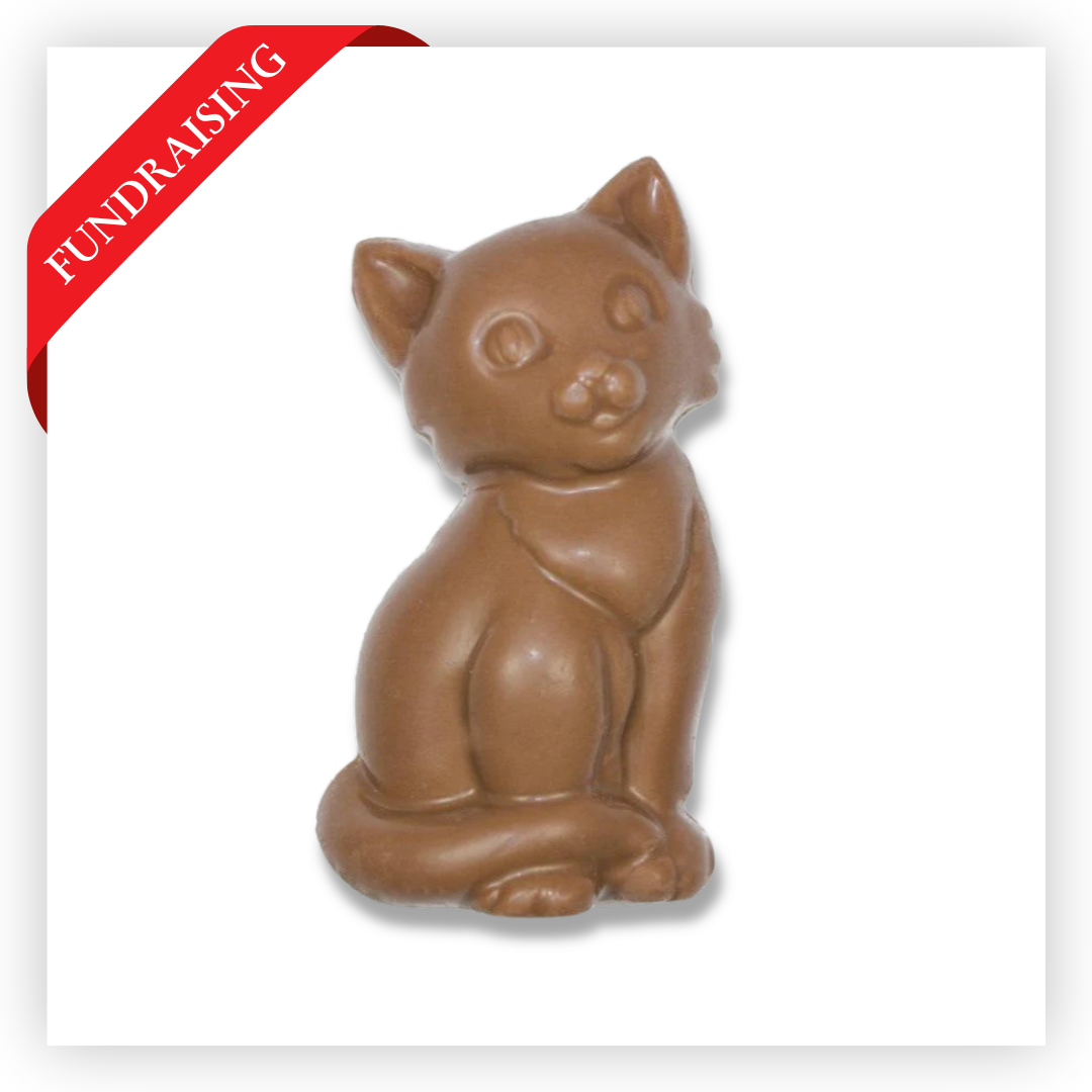Chocolate Kitten